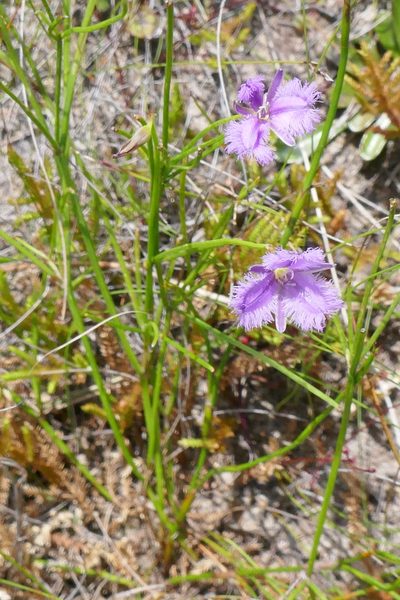 Thysanotus virgatus, photographed by Gary Williams
