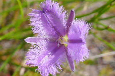 Thysanotus virgatus, photographed by Gary Williams