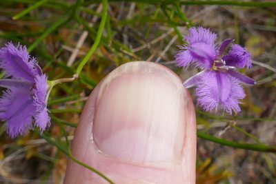 Thysanotus virgatus, photographed by Gary Williams