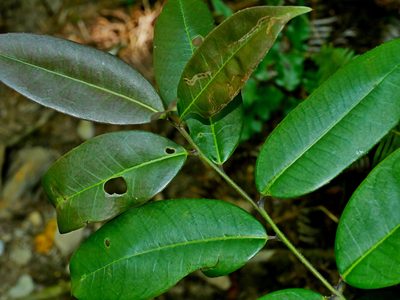 Ilex lonicerifolia, photographed by Jacy Chen