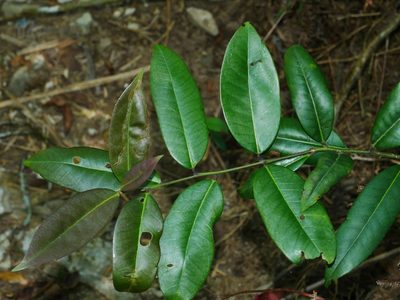 Ilex lonicerifolia, photographed by Jacy Chen