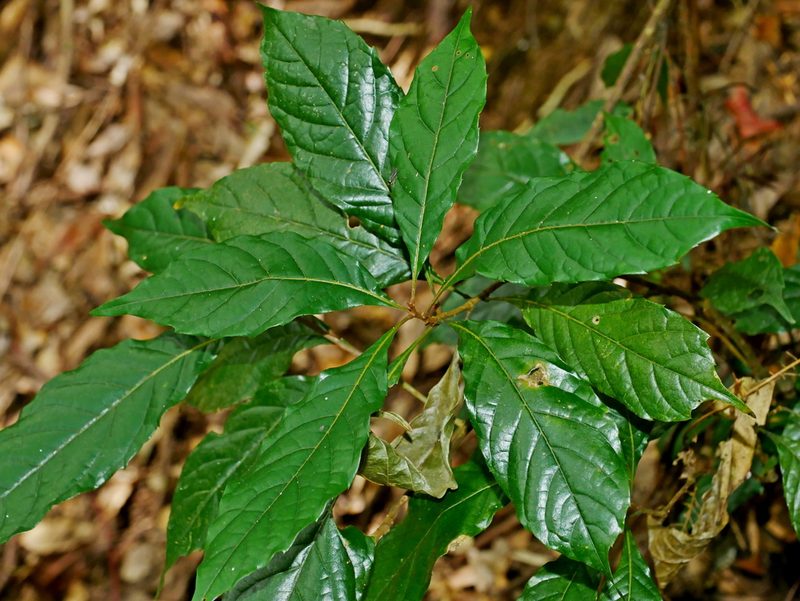Meliosma callicarpifolia, photographed by Jacy Chen