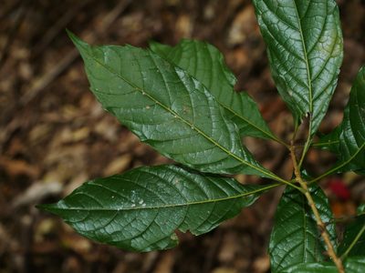 Meliosma callicarpifolia, photographed by Jacy Chen
