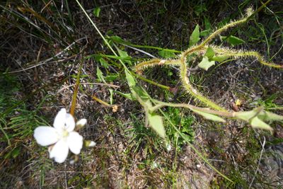 Drosera binata, photographed by Gary Williams