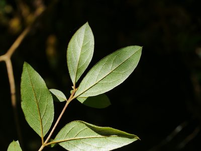 Rhododendron breviperulatum, photographed by Jacy Chen
