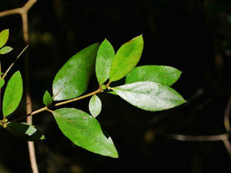 Rhododendron breviperulatum, photographed by Jacy Chen