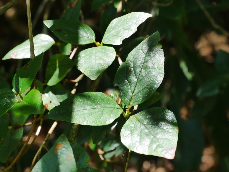 Rhododendron mariesii, photographed by Jacy Chen