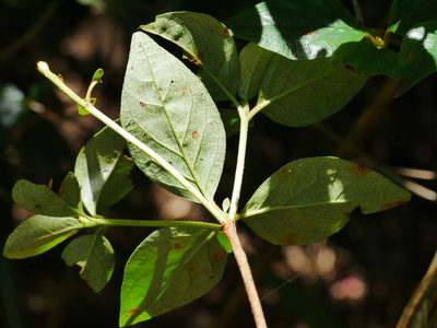 Rhododendron mariesii, photographed by Jacy Chen