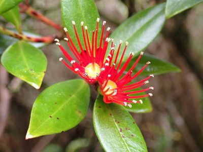 Metrosideros umbellata, photographed by georgiasteel
