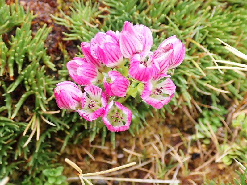 Gentianella concinna, photographed by georgiasteel