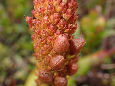 Bulbinella rossii, photographed by georgiasteel