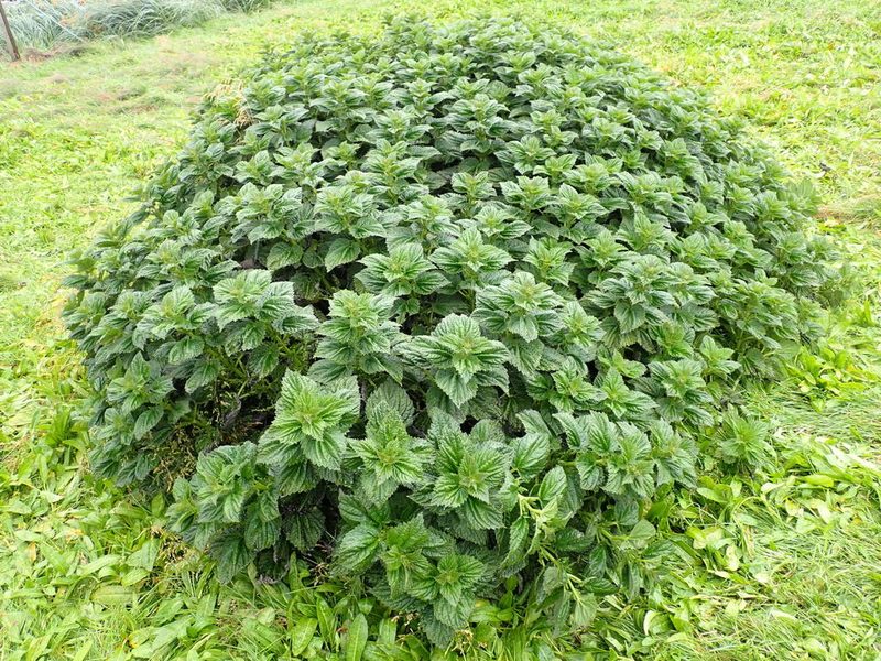 Urtica australis, photographed by georgiasteel