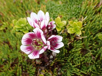 Gentianella concinna, photographed by georgiasteel