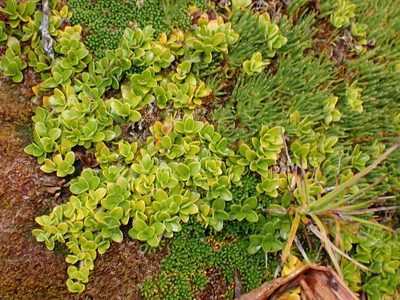 Coprosma perpusilla, photographed by georgiasteel