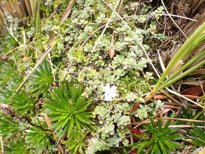 Anaphalioides bellidioides, photographed by georgiasteel