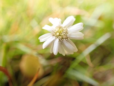 Lagenophora pumila, photographed by georgiasteel