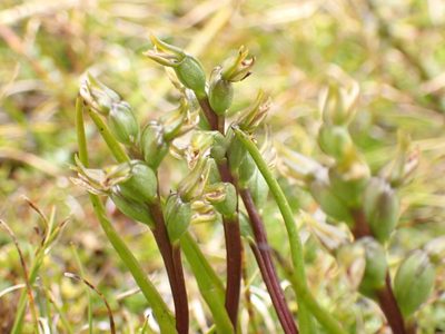 Prasophyllum colensoi, photographed by georgiasteel