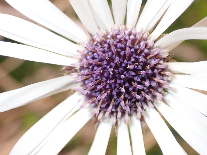 Damnamenia vernicosa, photographed by georgiasteel