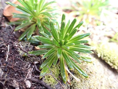 Damnamenia vernicosa, photographed by georgiasteel