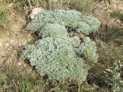 Artemisia alpina, photographed by Galyna Mykytynets