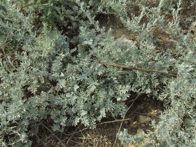 Artemisia fragrans, photographed by Galyna Mykytynets