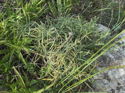 Jurinea stoechadifolia, photographed by Galyna Mykytynets