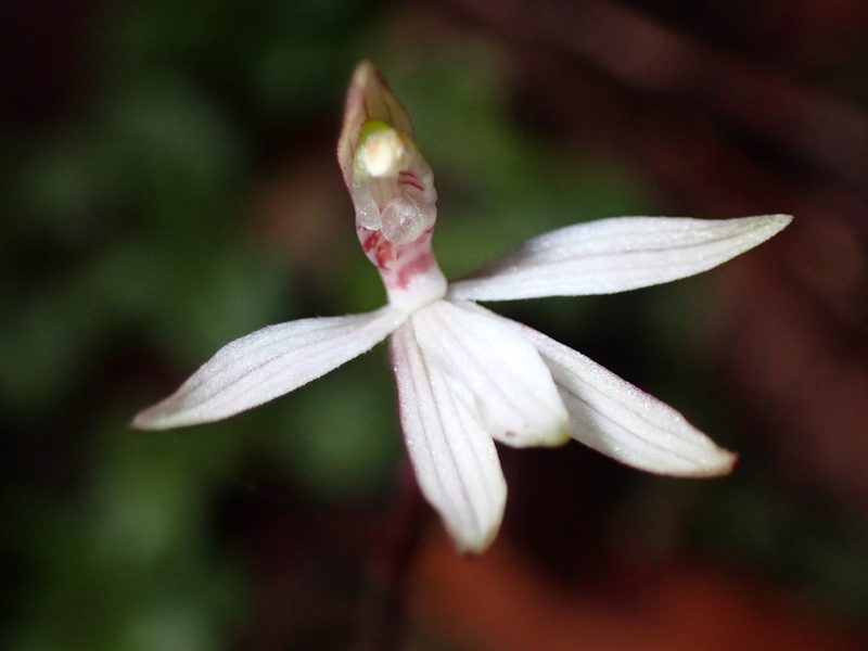 Caladenia chlorostyla, photographed by georgiasteel