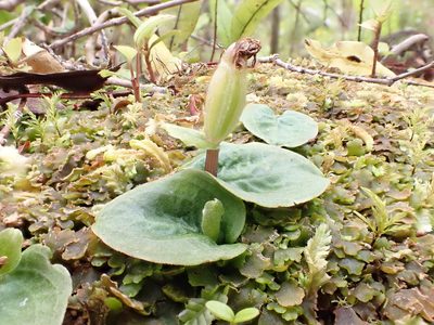 Corybas oblongus