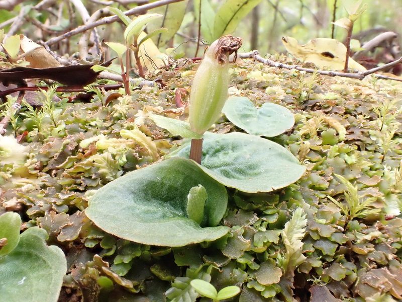 Corybas oblongus, photographed by georgiasteel