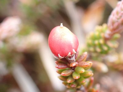 Androstoma empetrifolium, photographed by georgiasteel