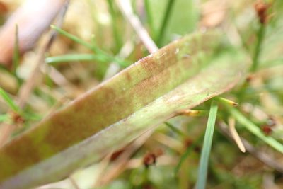 Aporostylis bifolia, photographed by georgiasteel