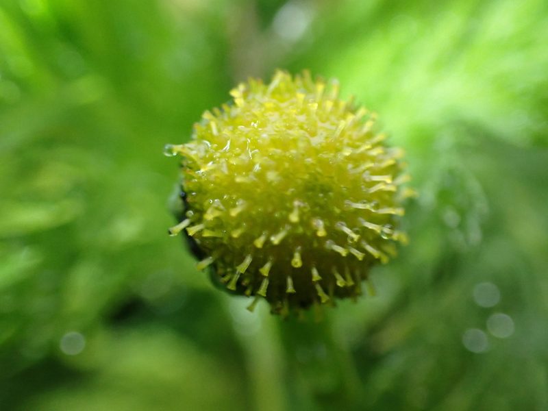 Leptinella plumosa, photographed by georgiasteel