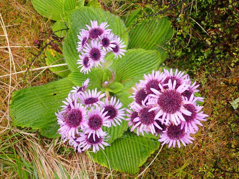 Pleurophyllum speciosum, photographed by georgiasteel