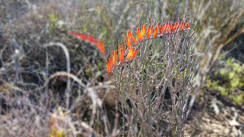 Astroloba rubriflora, photographed by Louise Farrell