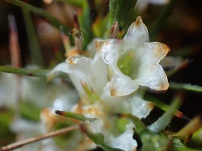 Dracophyllum longifolium, photographed by georgiasteel