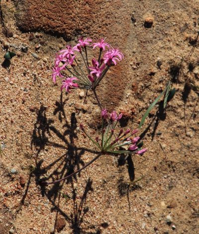 Hessea breviflora, photographed by Tony Rebelo