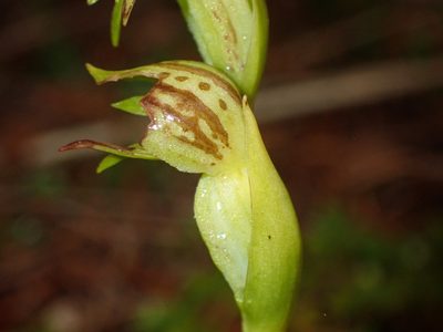 Waireia stenopetala, photographed by georgiasteel
