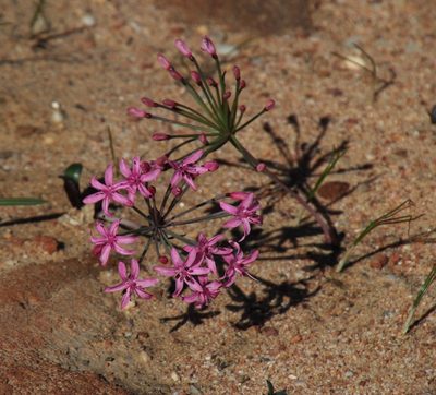Hessea breviflora, photographed by Tony Rebelo