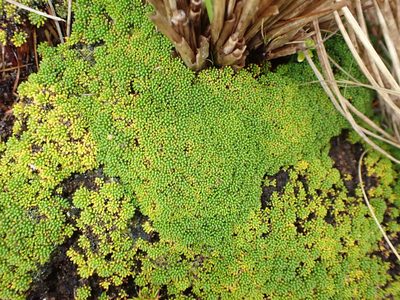 Phyllachne colensoi, photographed by georgiasteel