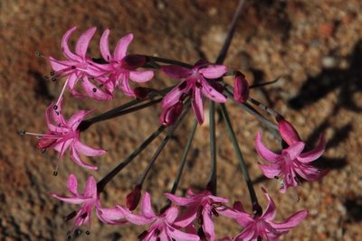 Hessea breviflora, photographed by Tony Rebelo