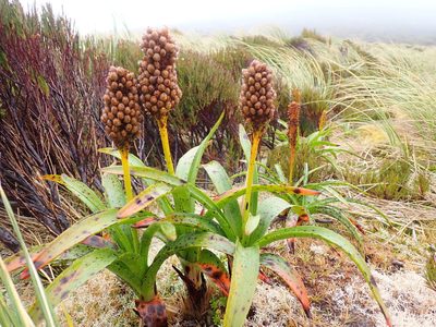 Bulbinella rossii, photographed by georgiasteel