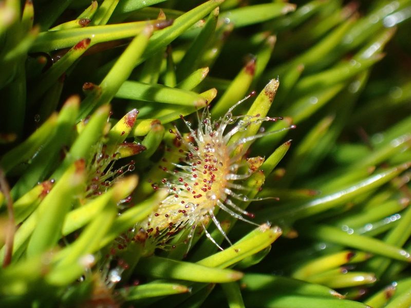 Drosera stenopetala, photographed by georgiasteel