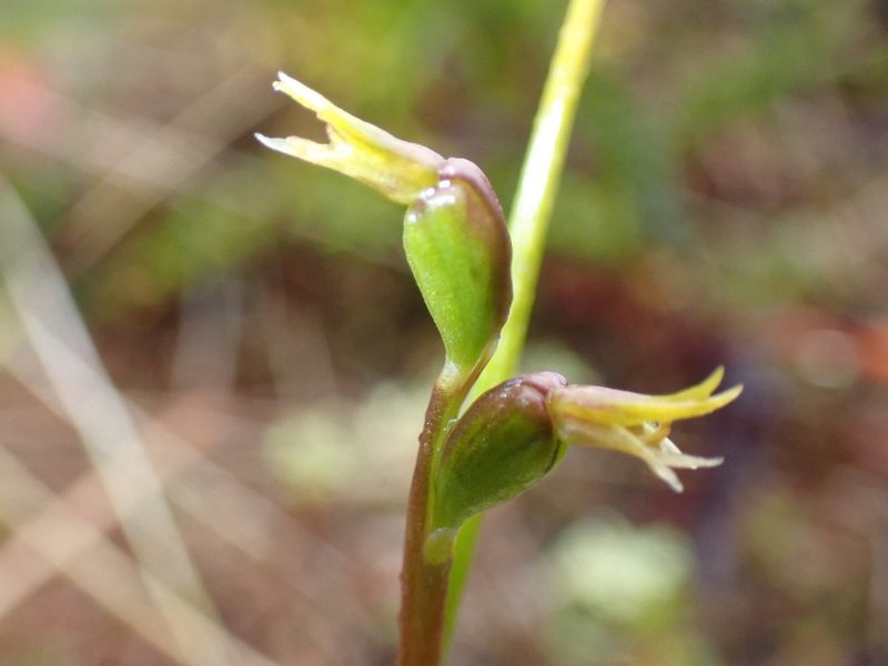 Prasophyllum colensoi, photographed by georgiasteel