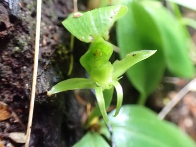 Chiloglottis cornuta, photographed by georgiasteel