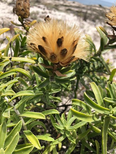 Pteronia onobromoides, photographed by Charleen Brunke