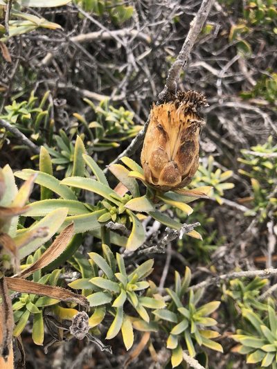 Pteronia onobromoides, photographed by Charleen Brunke