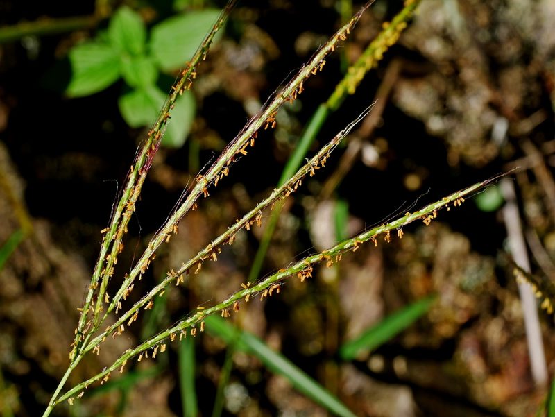 Microstegium geniculatum, photographed by Jacy Chen