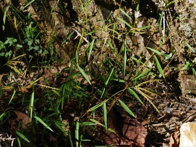 Microstegium geniculatum, photographed by Jacy Chen