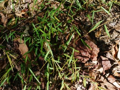 Microstegium geniculatum, photographed by Jacy Chen