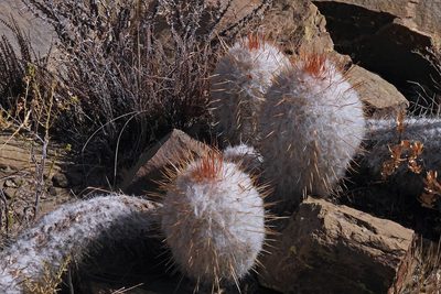 Oreocereus trollii, photographed by Hugo Hulsberg